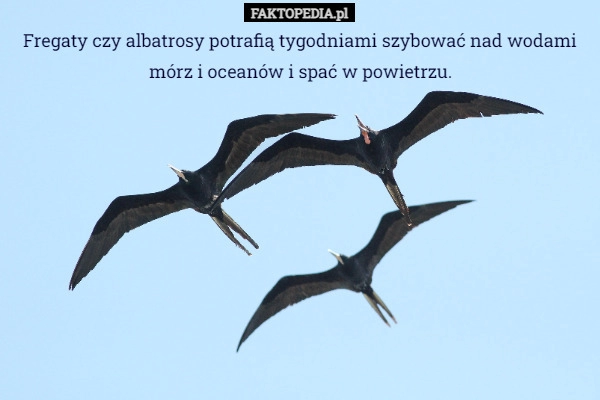 
    Fregaty czy albatrosy potrafią tygodniami szybować nad wodami mórz i oceanów