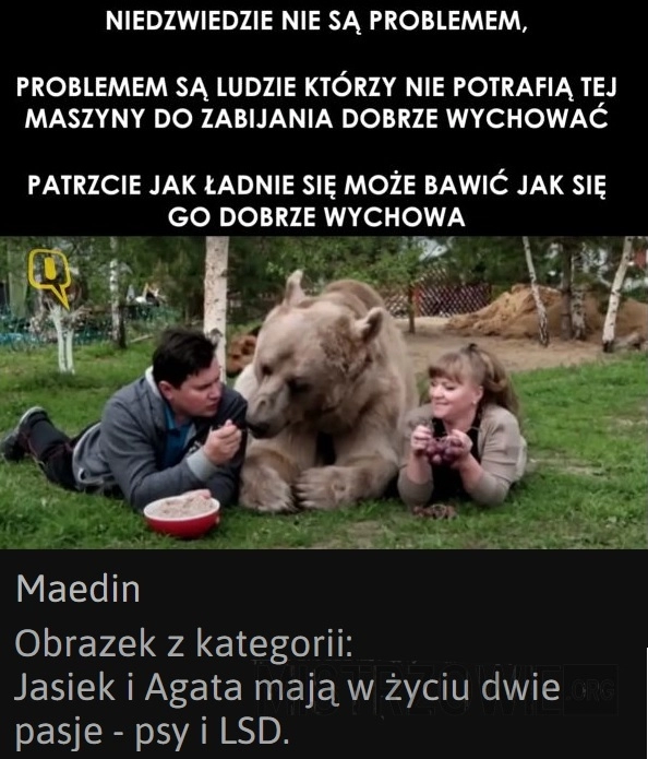 
    Niedźwiedzie