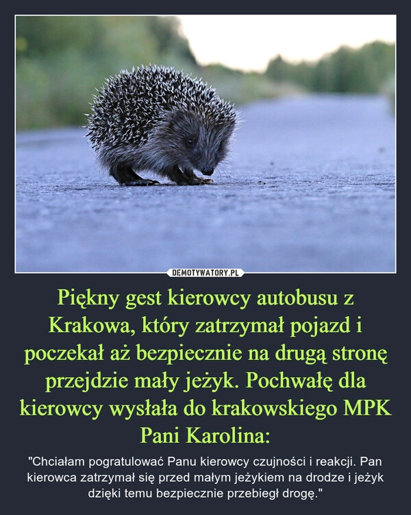 
    Piękny gest kierowcy autobusu z Krakowa, który zatrzymał pojazd i poczekał aż bezpiecznie na drugą stronę przejdzie mały jeżyk. Pochwałę dla kierowcy wysłała do krakowskiego MPK Pani Karolina: