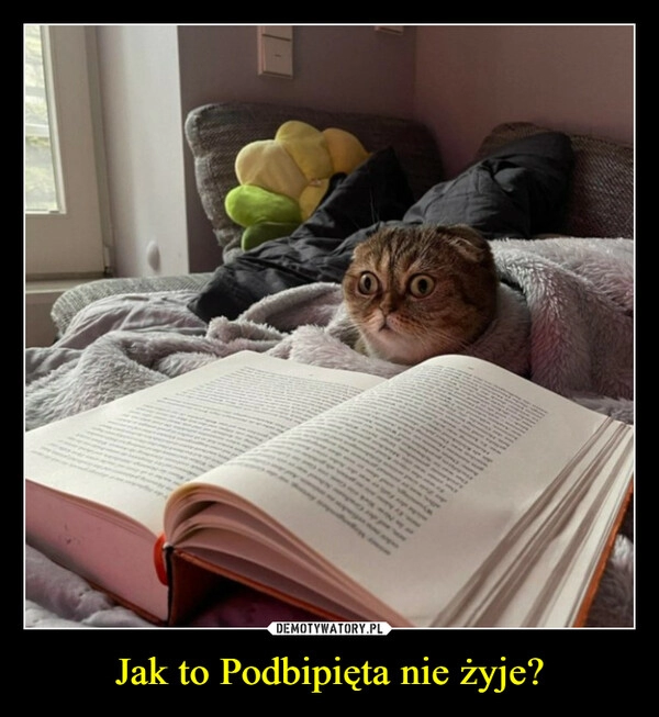 
    Jak to Podbipięta nie żyje?