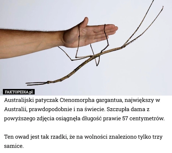 
    Australijski patyczak Ctenomorpha gargantua, największy w Australii, prawdopodobnie