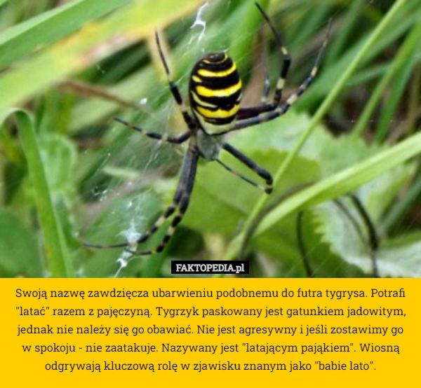 
    Swoją nazwę zawdzięcza ubarwieniu podobnemu do futra tygrysa. Potrafi "latać"