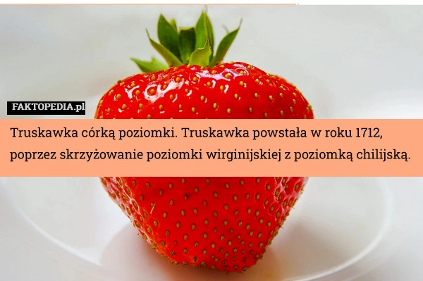 
    Truskawka córką poziomki. Truskawka powstała w roku 1712, poprzez skrzy­żo­wa­nie