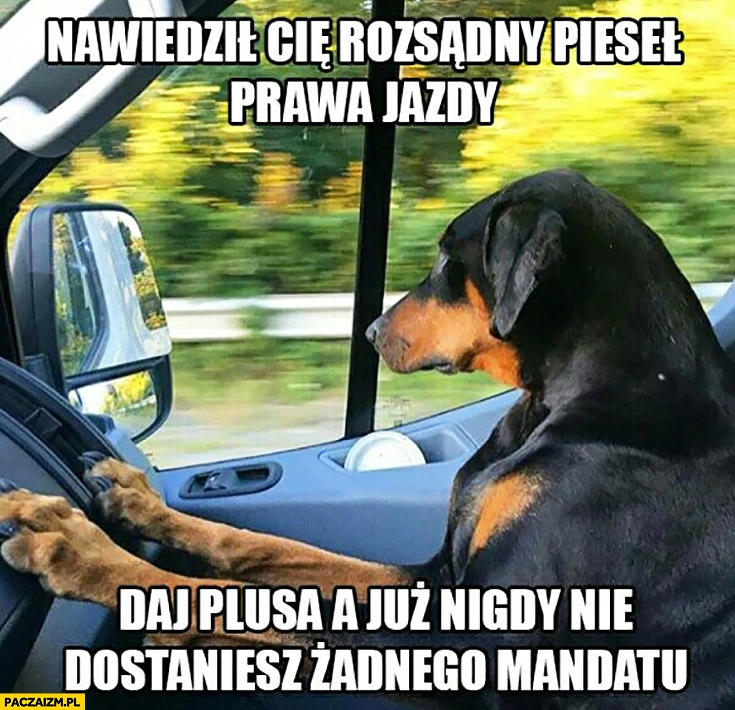 Nawiedził Cię rozsądny pieseł prawa jazdy, daj plusa a już nigdy nie dostaniesz żadnego mandatu pies kierowca