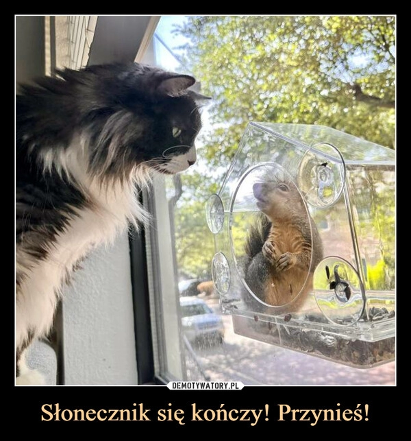 
    Słonecznik się kończy! Przynieś!