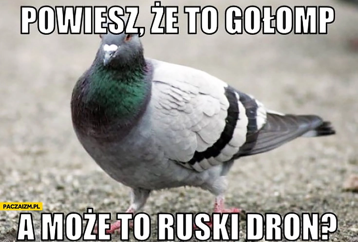 
    Powiesz, że to gołomp a może to ruski dron?