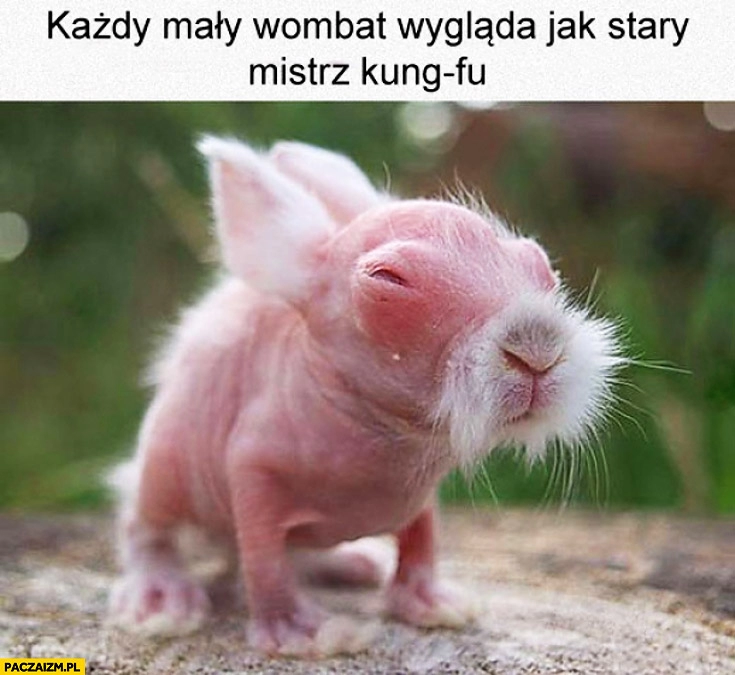 
    Mały wombat wygląda jak stary mistrz kung-fu