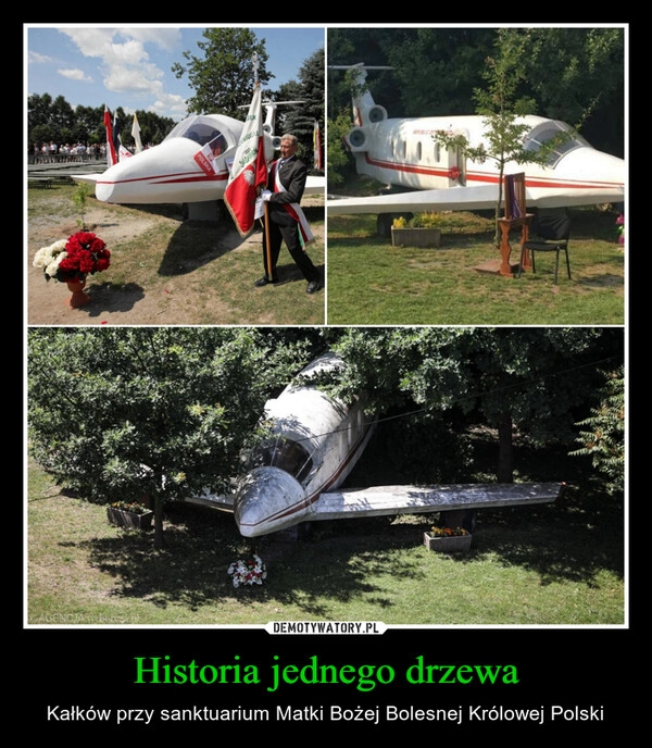 
    Historia jednego drzewa