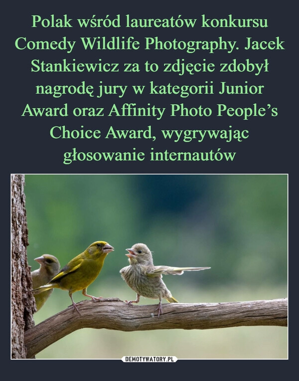 
    Polak wśród laureatów konkursu Comedy Wildlife Photography. Jacek Stankiewicz za to zdjęcie zdobył nagrodę jury w kategorii Junior Award oraz Affinity Photo People’s Choice Award, wygrywając głosowanie internautów