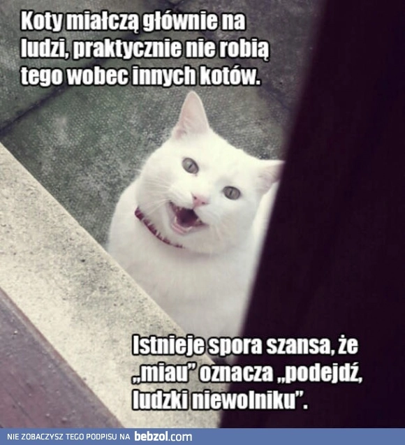 
    Koncepcja odnośnie miauczenia