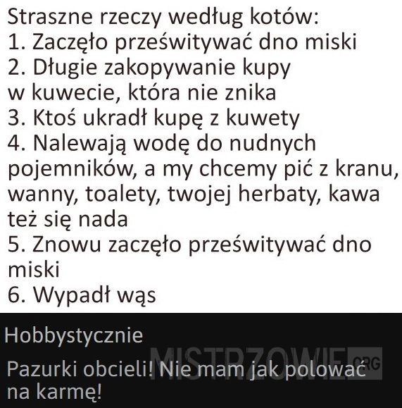 
    Straszne rzeczy według kotów