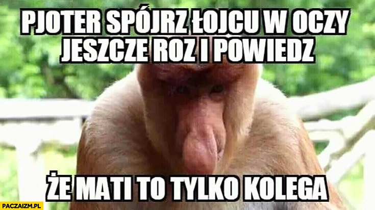 
    Pioter spójrz ojcu w oczy jeszcze raz i powiedz, że Mati to tylko kolega typowy Polak nosacz małpa