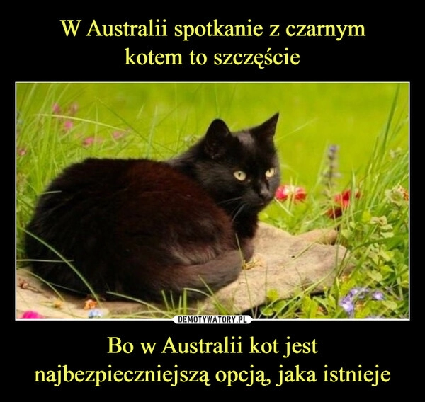 
    W Australii spotkanie z czarnym
kotem to szczęście Bo w Australii kot jest najbezpieczniejszą opcją, jaka istnieje