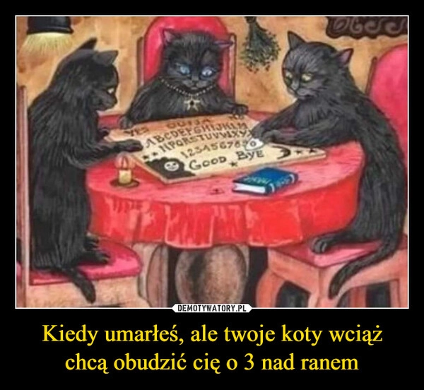 
    Kiedy umarłeś, ale twoje koty wciąż chcą obudzić cię o 3 nad ranem