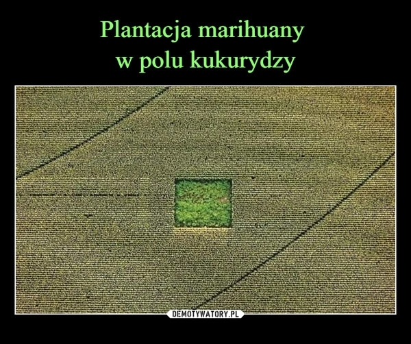 
    Plantacja marihuany 
w polu kukurydzy