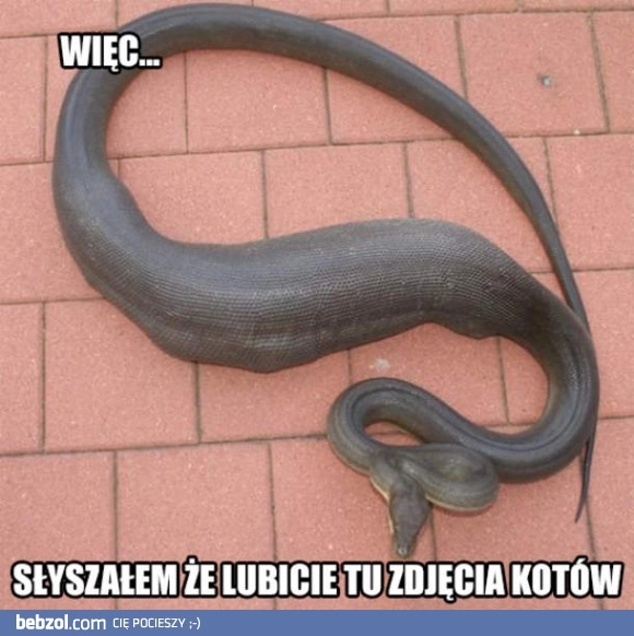 
    Kotek
