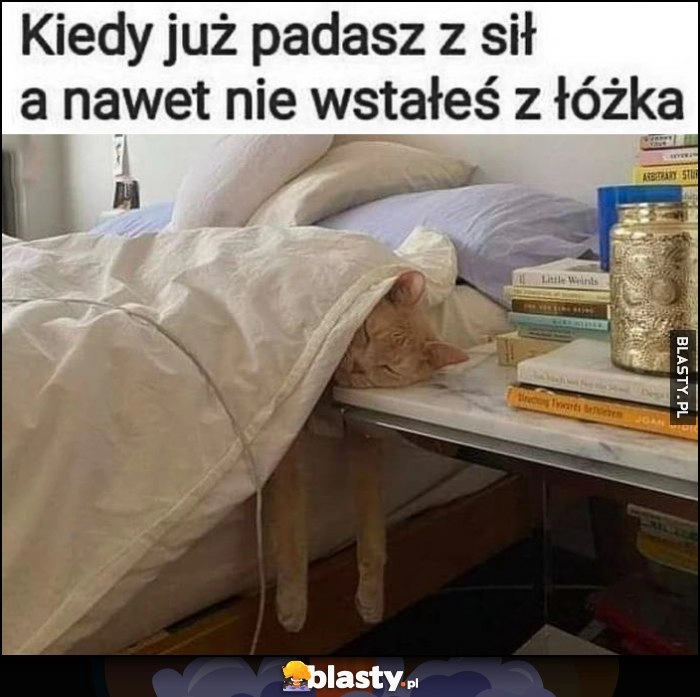 
    Kiedy już padasz z sił a nawet nie wstałeś z łóżka kot śpi