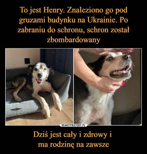 
    To jest Henry. Znaleziono go pod gruzami budynku na Ukrainie. Po zabraniu do schronu, schron został zbombardowany Dziś jest cały i zdrowy i 
ma rodzinę na zawsze