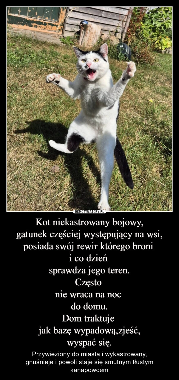 
    Kot niekastrowany bojowy,
gatunek częściej występujący na wsi,
posiada swój rewir którego broni 
i co dzień 
sprawdza jego teren.
Często 
nie wraca na noc 
do domu.
Dom traktuje 
jak bazę wypadową,zjeść,
wyspać się.