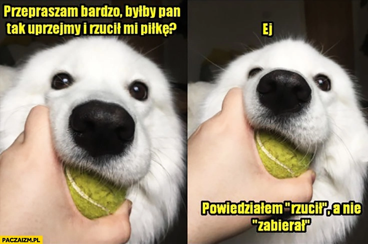 
    Przepraszam bardzo byłby Pan tak uprzejmy i rzucił mi piłkę? Ej, powiedziałem rzucił a nie zabierał typowy pies