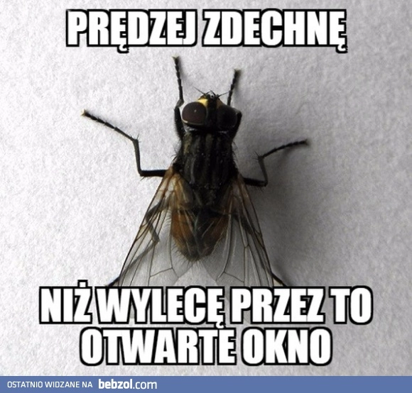 
    Logika owadów