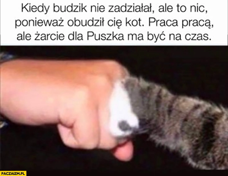 
    Kiedy budzik nie zadziałał ale obudził Cię kot praca praca ale żarcie dla puszka ma być na czas