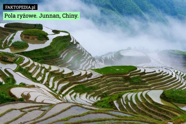 
    Pola ryżowe. Junnan, Chiny.