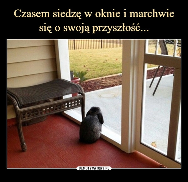 
    Czasem siedzę w oknie i marchwie się o swoją przyszłość...