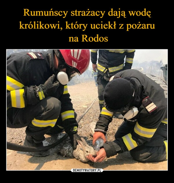 
    Rumuńscy strażacy dają wodę królikowi, który uciekł z pożaru
 na Rodos