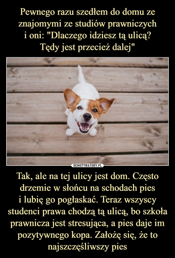 
    Pewnego razu szedłem do domu ze
znajomymi ze studiów prawniczych
i oni: "Dlaczego idziesz tą ulicą?
Tędy jest przecież dalej" Tak, ale na tej ulicy jest dom. Często drzemie w słońcu na schodach pies
i lubię go pogłaskać. Teraz wszyscy studenci prawa chodzą tą ulicą, bo szkoła prawnicza jest stresująca, a pies daje im pozytywnego kopa. Założę się, że to najszczęśliwszy pies