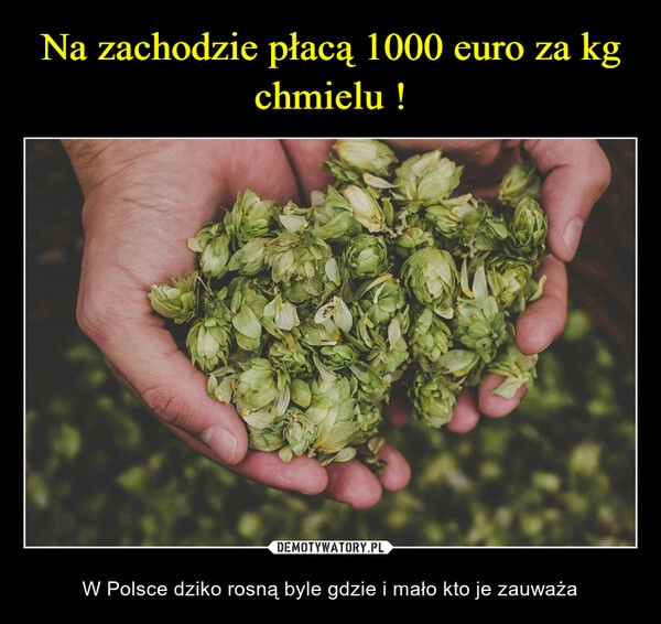 
    Na zachodzie płacą 1000 euro za kg chmielu !