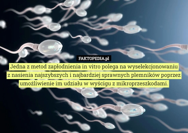 
    Jedna z metod zapłodnienia in vitro polega na wyselekcjonowaniu
z nasienia