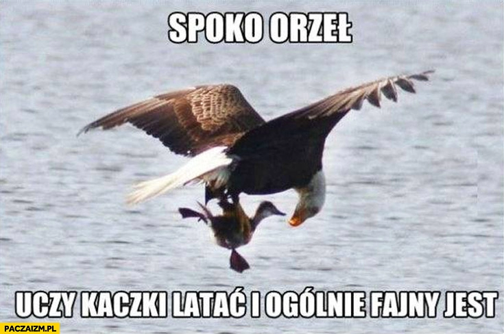 
    Spoko orzeł uczy kaczki latać i w ogóle fajny jest