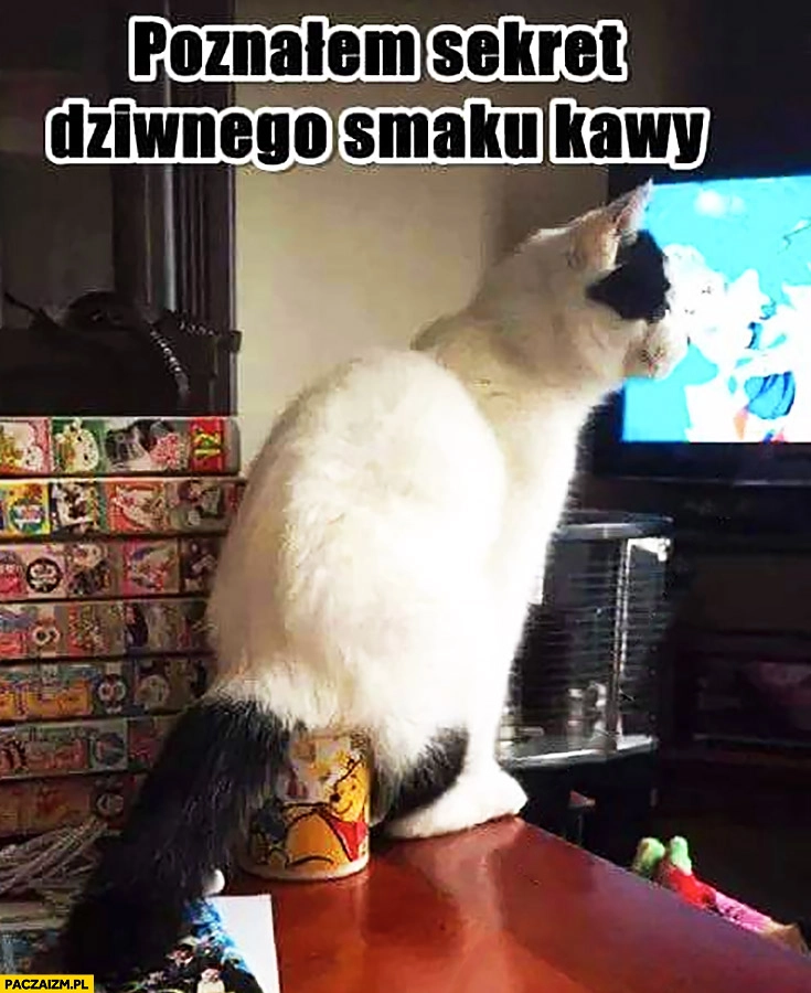 Poznałem sekret dziwnego smaku kawy kot siedzi w kubku