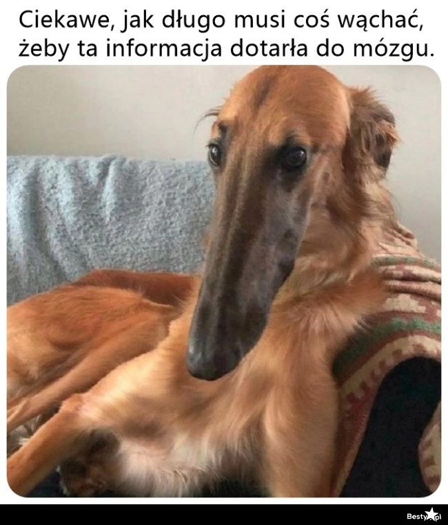 
    Długi pyszczek 