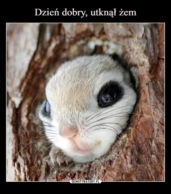 
    Dzień dobry, utknął żem