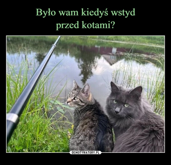 
    Było wam kiedyś wstyd
przed kotami?