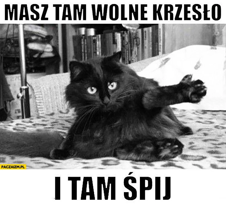 Masz tam wolne krzesło i tam śpij kot na łóżku pokazuje łapą ręką