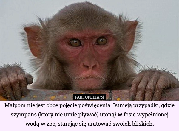 
    Małpom nie jest obce pojęcie poświęcenia. Istnieją przypadki, gdzie szympans