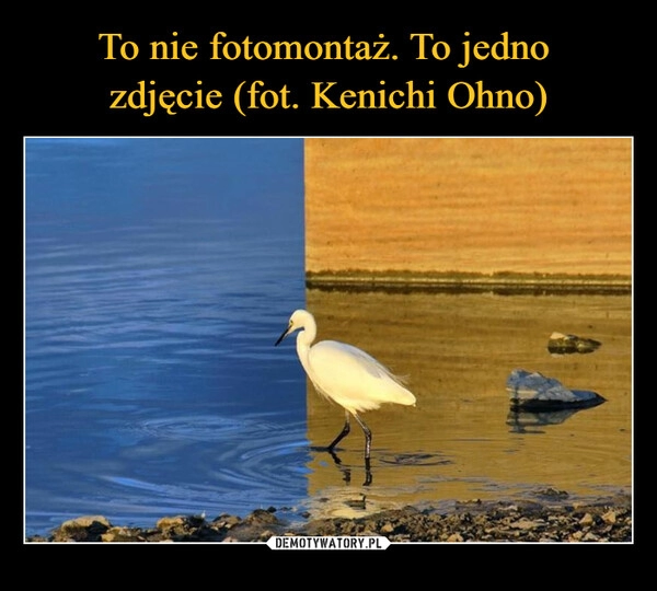 
    To nie fotomontaż. To jedno 
zdjęcie (fot. Kenichi Ohno)