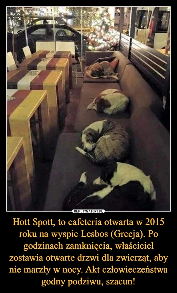 
    Hott Spott, to cafeteria otwarta w 2015 roku na wyspie Lesbos (Grecja). Po godzinach zamknięcia, właściciel zostawia otwarte drzwi dla zwierząt, aby nie marzły w nocy. Akt człowieczeństwa godny podziwu, szacun! 