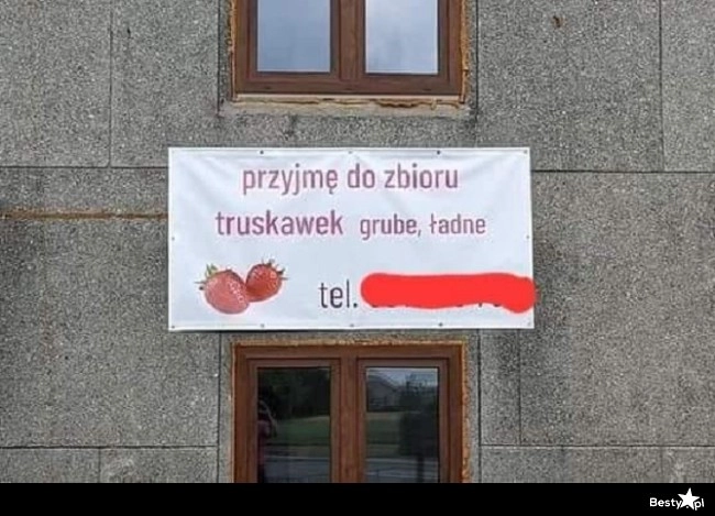 
    Zbiór truskawek 