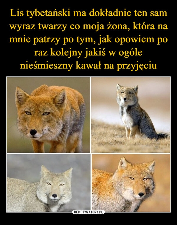 
    Lis tybetański ma dokładnie ten sam wyraz twarzy co moja żona, która na mnie patrzy po tym, jak opowiem po raz kolejny jakiś w ogóle nieśmieszny kawał na przyjęciu