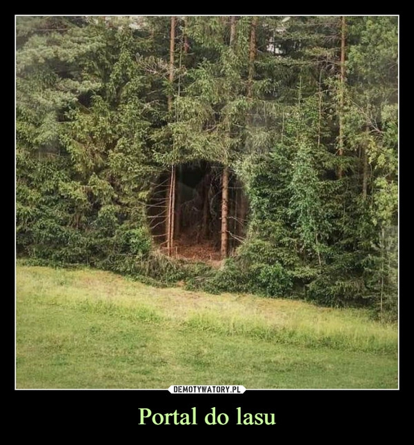 
    Portal do lasu 