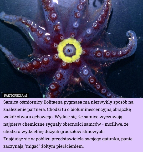 
    Samica ośmiornicy Bolitaena pygmaea ma niezwykły sposób na znalezienie partnera.