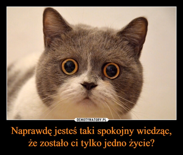 
    Naprawdę jesteś taki spokojny wiedząc, że zostało ci tylko jedno życie?