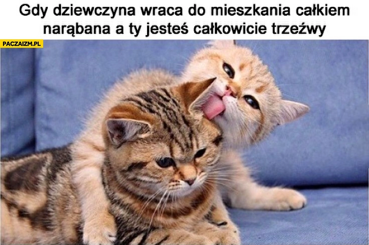 
    Gdy dziewczyna wraca do mieszkania całkiem narąbana a Ty jesteś całkowicie trzeźwy koty