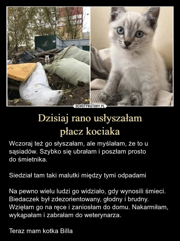 
    Dzisiaj rano usłyszałam
płacz kociaka