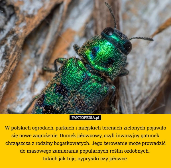 
    W polskich ogrodach, parkach i miejskich terenach zielonych pojawiło się