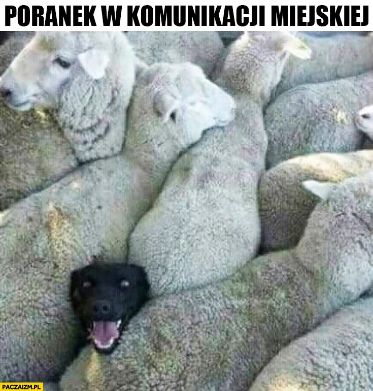 
    Poranek w komunikacji miejskiej pies ściśnięty z owcami
